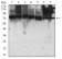NAGR1 Primary Antibody MP31714  [M7E2D6]