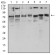 GFPT1 Primary Antibody MP30953 [M1F1A4]