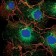 LPP Primary Antibody MP20178 [M8B3A11]