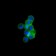 ISL1 Primary Antibody MP20345 [M1B1]