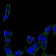 FAK Primary Antibody MP20431 [M10H7]
