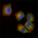 NME1 Primary Antibody MP30051 [M4B2]