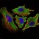 STAT6 Primary Antibody MP30068 [M7D3]