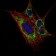 KLHL11 Primary Antibody MP30069 [M1B9A8]