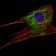 KLHL11 Primary Antibody MP30070 [M1B9C1]
