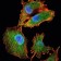 IL34 Primary Antibody MP30071 [M1D12]