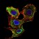 SMAD3 Primary Antibody MP30072 [M5G11]
