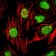 ZBTB16 Primary Antibody MP30076 [M5B3]