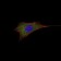 BCL-2 Primary Antibody MP30077 [M8E12]