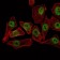 THAP11 Primary Antibody MP30083 [M3F3]