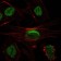 SIRT1 Primary Antibody MP30086 [M1F3]