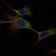 HK1 Primary Antibody MP30089 [M3A10]