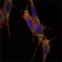 SMAD4 Primary Antibody MP30091 [M4G1C6]