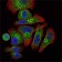 EPO Primary Antibody MP30094 [M4F11]