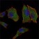 COX4I1 Primary Antibody MP30096 [M6B3]