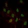 ESR1 Primary Antibody MP30099 [M6B6]