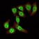KLF4 Primary Antibody MP30105 [M1E6]