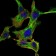 CHUK Primary Antibody MP30106 [M3G12H9]