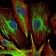 KLHL22 Primary Antibody MP30109 [M7B10]