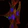 KLHL1 Primary Antibody MP30110 [M3A8]