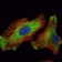 WIF1 Primary Antibody MP30111 [M1G5]