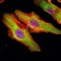 MATN1 Primary Antibody MP30114 [M5A8]