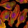 CSK Primary Antibody MP30117 [M5F3]