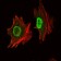 Oct4  Primary Antibody MP30119 [M7E7]