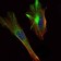 CRTC2 Primary Antibody MP30120 [M5B10]