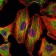 STAT3 Primary Antibody MP30122 [M3B5]