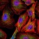 CCNB1 Primary Antibody MP30124 [M5G6]
