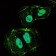 TNFRSF11B Primary Antibody MP30125 [M5G2]