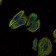 SCGB2A2 Primary Antibody MP30126 [M3C8]