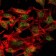 SETDB1 Primary Antibody MP30132 [M5H6A12]
