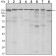 SETDB1 Primary Antibody MP30132 [M5H6A12]