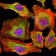 KDM3A Primary Antibody MP30134 [M2E1]