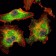 BLK Primary Antibody MP30135 [M1E6]