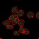 SUZ12 Primary Antibody MP30142 [M2C11]