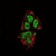 SOX2 Primary Antibody MP30144 [M10F10]
