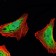 ATXN1 Primary Antibody MP30146 [M2F5]