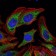 PDK1 Primary Antibody MP30154 [M4A11]