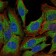 NR3C1 Primary Antibody MP30158 [M6E6]