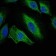AURKA Primary Antibody MP30160 [M1F8]