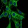 ACTA2 Primary Antibody MP30162 [M1H8]