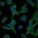 MAP2K6 Primary Antibody MP30165 [M3H12C8]