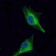 OLIG2 Primary Antibody MP30167 [M1G11]