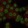 CRTC3 Primary Antibody MP30169 [M5G9]