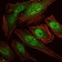 RUNX1 Primary Antibody MP30171 [M5A1]