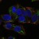 PRKAA1 Primary Antibody MP30172 [M2B7]