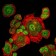 CDK1 Primary Antibody MP30181 [M2G9]